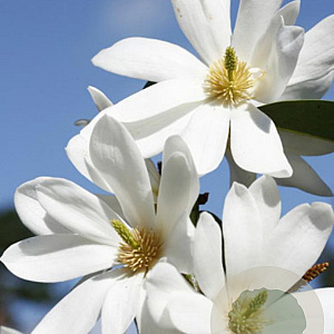Magnolia Fairy Magnolia White 200-250 cm 35L