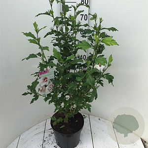 Hibiscus syr. 'Monstrosus' 50-60 cm 7,5L