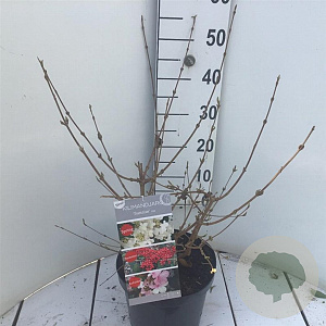 Viburnum plic. Kilimandjaro Sunrise 50-60 cm 7,5L