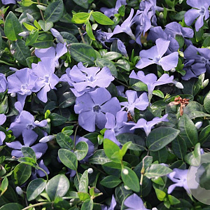 Vinca minor 'Josefine' GM P9