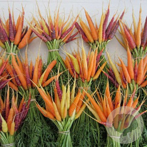 Wortel Rainbow mix GM Per 1000 zaden