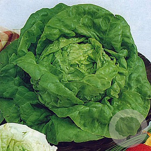 Kropsla Kagraner Zomer GM Per 1000 zaden