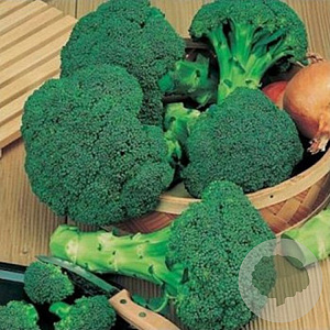 Broccoli Waltham GM Per 600 zaden