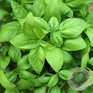 Italiaanse basilicum GM Per 500 Zaden