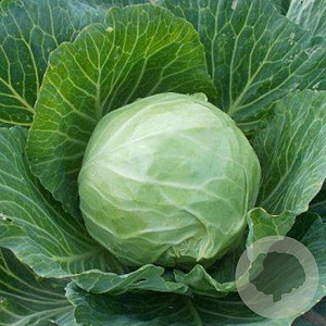 Witte Kool Golden Acre GM Per 800 zaden