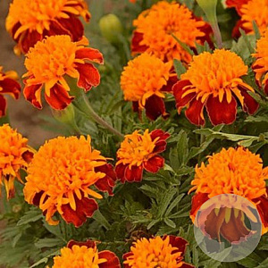 Afrikaan tiger eyes GM per gram