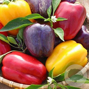 Paprika blokpaprika gemengd GM Per 65 Zaden