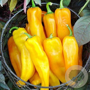 Puntpaprika Corno di toro Giall GM Per 70 zaden