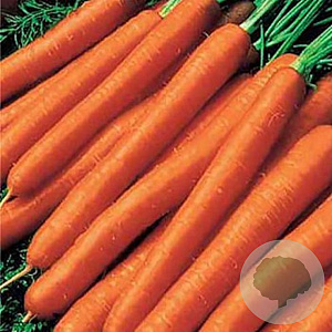 Wortel Amsterdam 2 GM Per 1600 zaden