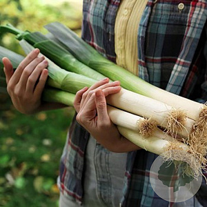 Zomerprei Bulgaarse reuzen GM per 400 zaden