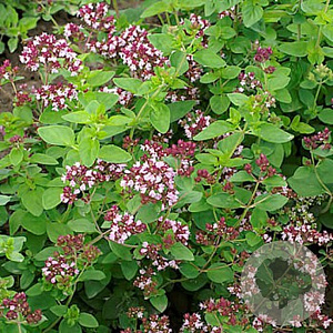 Oregano Zaden GM Per 1850 zaden
