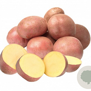 Zaden Pootaardappels Bildstar GM 2.5 KG (28/35)