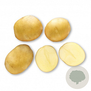 Zaden Frieslander GM 2.5 KG (28/35)