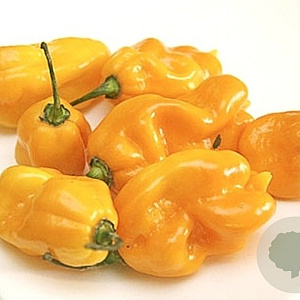 Zaden peper Madame Jeanette GM 10 Zaden