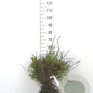 Berberis thunbergii 40-60 cm wortelgoed 1/1 2-3 tak