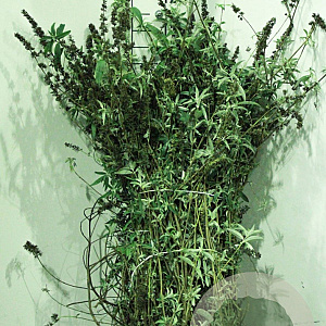 Buddleja d. 'Black Knight' 40-60 cm wortelgoed 0/1 2-3 tak