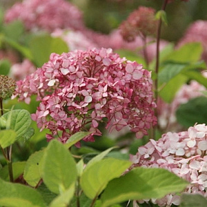 Hydrangea a. Pinkerbell 50-60 cm 20L