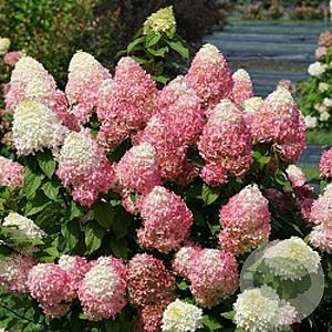 Hydrangea paniculata 'Quick Fire Fab' 80-100 cm 20L
