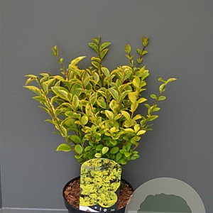 Ligustrum oval. 'Aureum' 30-40 cm wortelgoed 0/1/2 2-3 tak