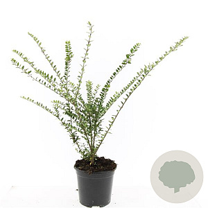 Lonicera nit. 'Hohenheim. Findling' GM C1.3