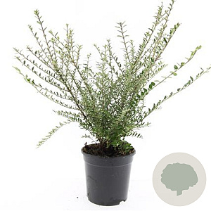 Lonicera nit. 'Silver Beauty' GM C1.3