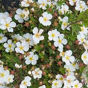 Potentilla f. 'Abbotswood' 20-30 cm wortelgoed 0/1/1 2-3 tak