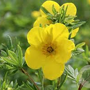 Potentilla f. 'Goldfinger' 20-30 cm wortelgoed 0/1/1 2-3 tak
