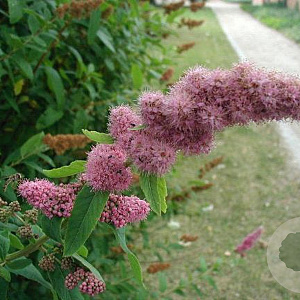 Spiraea salicifolia P9