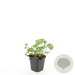 Geranium cant. 'Cambridge' Covergreen cassette 4.5 per m2 38x58