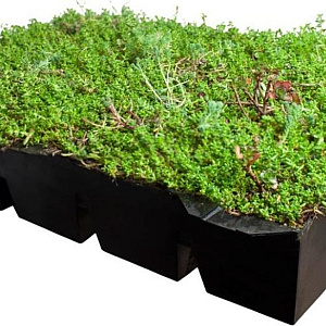 Covergreen® Sedum Buitenkwaliteit Covergreen Mat/ 120x80