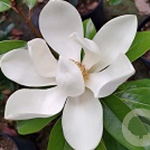 Magnolia grandiflora 'Alta' 125-150 cm 20L