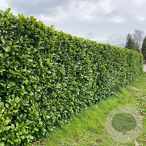 Prunus laurocerasus 'Rotundifolia' 30-40 cm wortelgoed 0/1/2 vertakt