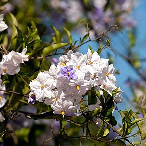 Solanum jasminoides 'Album' 200-250 cm 30L 3 stok