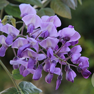 Wisteria brachybotrys 'Okayama' 250-300 cm 20L 1 stok