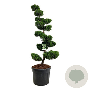 Juniperus chin. 'Kaizuka' 150-175 cm cont. 90L bonsai