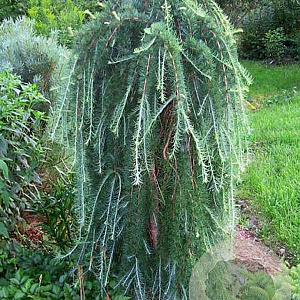 Larix kaempf. 'Stiff Weeper' 90 cm stam 7,5L