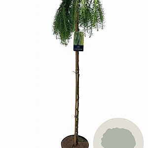 Larix kaempf. 'Stiff Weeper' 150 cm stam 10L