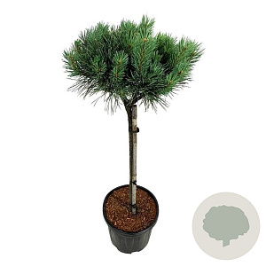 Pinus sylv. 'Nana' 70 cm stam 15L kroon 30-40