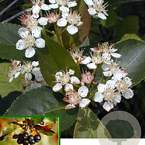 Aronia prunifolia 'Viking' 6-8 HO container