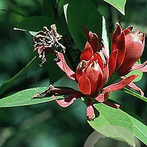 Calycanthus floridus 125-150 cm 30L struik