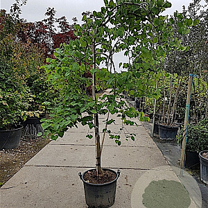 Cercis can. 'Vanilla Twist' 200-250 cm container