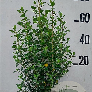 Escallonia 'Iveyi' 60-80 cm 10L