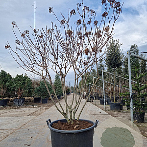 Hydrangea pan. 'Polar Bear' 140-160 cm container paraplu