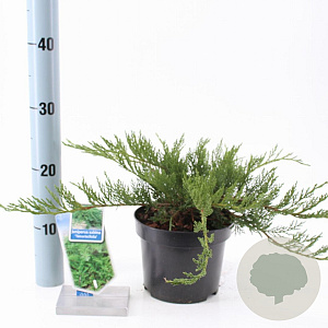 Juniperus sabina 'Tamariscifolia' 20-25 cm 3,0L
