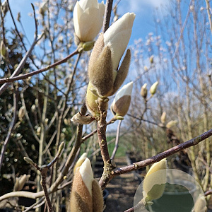 Magnolia soul. 'Alba Superba' 250-300 cm container meerstammig