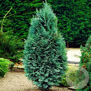 Chamaecyparis l. 'Snow White' 30-40 cm 3,0L