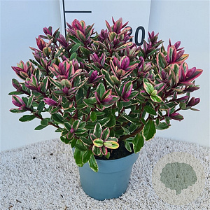 Hebe 'Tricolor' GM 2,0L