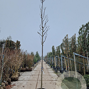 Robinia marg. Casque Rouge 200 cm stam container 14-16 hoge lei