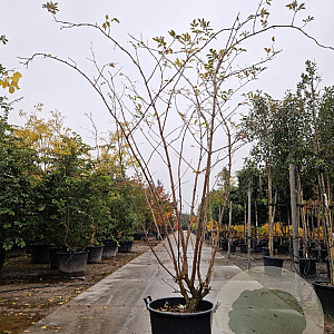 Sambucus nigra Black Beauty 250-300 cm container meerstammig