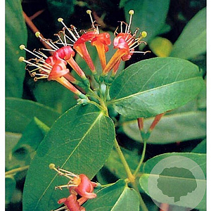 Lonicera henryi 200-225 cm 20L